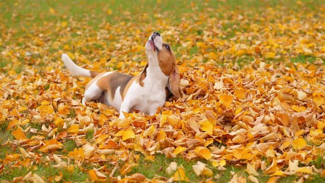 Capricious or playful dog howl once and roll on fallen leaves. Funny beagle lie and wallow on ground upside-down, then stand up and run. Autumn season, bright yellow fallen leaves around
