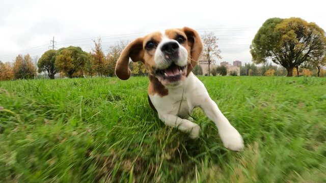Active dog running towards, chase fast moving camera, try to catch it above, slow motion shot. Funny beagle with flapping ears flying in air, hilarious scene