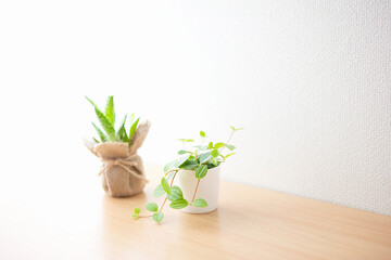 窓辺に置かれた観葉植物