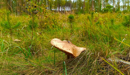Large motley umbrella mushroom.
Large motley edible and variegated mushroom adorns the forest.
This...
