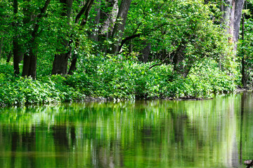 Beautiful Forest View with Lush Green Foliage from Trees and Ground Cover and Leaves Reflected in Stream