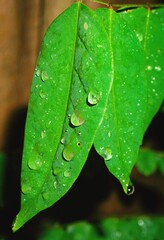 dew on leaf