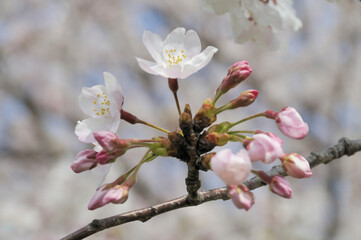 桜のつぼみと花