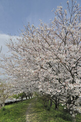 満開の桜