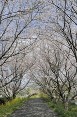 桜のトンネル