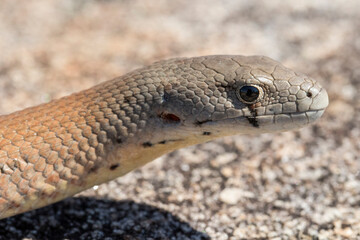 Close up photo of a Common Scaly-foot legless lizard