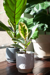 A small Varigated Rubber Tree (Ficus Elastica Variegata) sits in a white pot on a desk decorating a home office, with a Fiddle Leaf Fig in the background. New leaf is unrolling