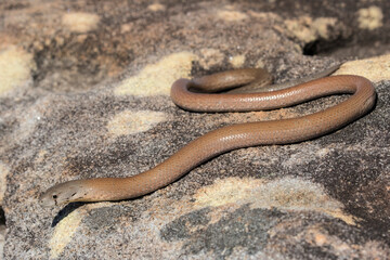 Common Scaly-foot legless lizard basking in sunlight