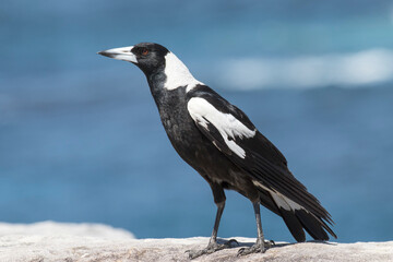 Australian Magpie perched on cliff top at Malabar National Park, Sydney Australia