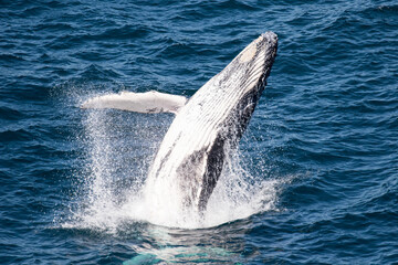 Fototapeta premium Juvenile Humpback Whale Breaching of the coast of Sydney Australia