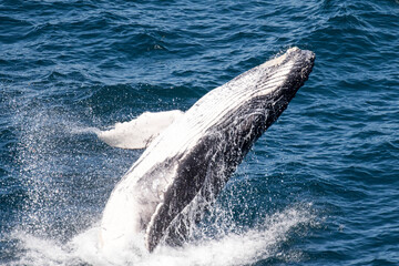Fototapeta premium Juvenile Humpback Whale Breaching of the coast of Sydney Australia