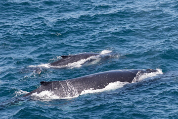 Naklejka premium Adult and Calf Humpback Whales heading south along the coast of N.S.W Australia