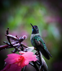 Talamanca Hummingbird