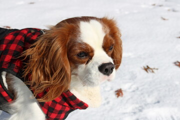 Cavalier king charles dog in snow