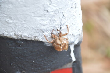 spider on the ground