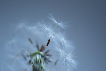 Dandelion Seeds in the Wind