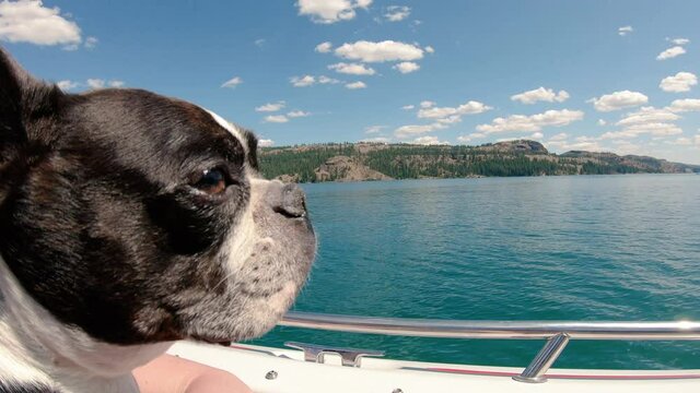 Boston Terrier Dog on Motorboat Looking at Beautiful Lake Landscape