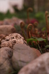Stone covered in moss