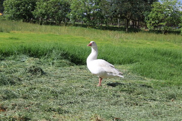 white stork in the grass