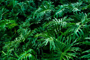 Native plants found in the Atlantic Forest Biome of southeastern Brazil