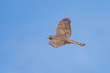 Eurasian Sparrowhawk (Accipiter nisus) adult flying in blue sky, Hesse, Germany