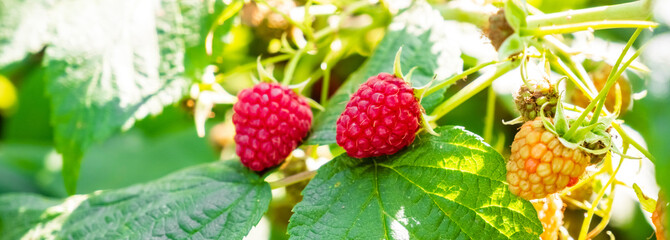 Raspberry plantation. Raspberries. Growing Organic Berries Closeup. Ripe Raspberry In The Fruit Garden