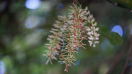 Closeup image of flowers on a macadamia nut tree. Selective focus with blurred background.