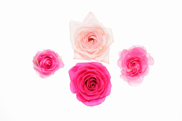 白バックにピンク色と赤色のバラの俯瞰