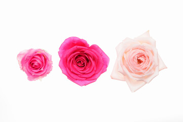 白バックにピンク色と赤色のバラの俯瞰アップ