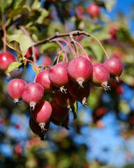 Close up of the fruit of a Gallaway Crab apple tree (Malus Callaway) in late summer