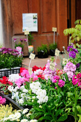 花屋の店頭にある花