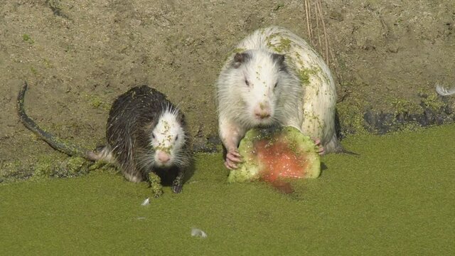 Behavior and lifestyle of animal nutria in the wild. A rodent living in a swampy area among green vegetation