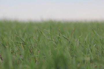 green grass in the wind