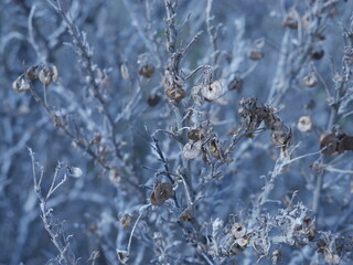 tree with dry branches and round flat fruits. beautiful pattern of branches and leaves. natural background in gray-blue colors. interesting texture. calm, melancholic mood
