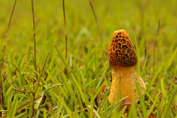 Interesting vailed mushroom growing in the midst of cut grass