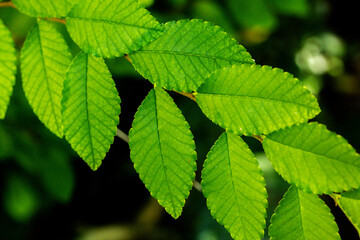 Fototapeta na wymiar Green leaves on a branch