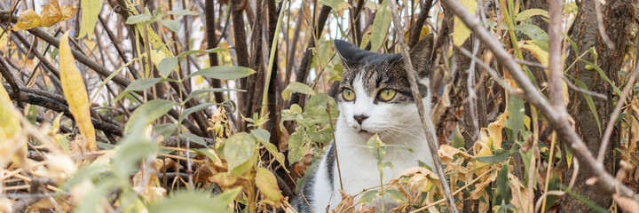 Cat on the street is exploring the world. Pet hunting in ambush.