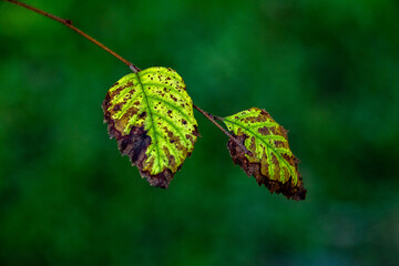 Leaves on a twig