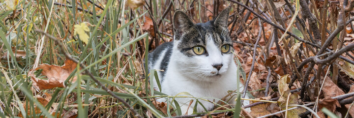 Cat on the street is exploring the world. Pet hunting in ambush.