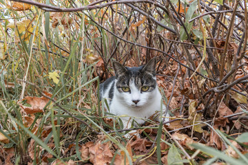 Cat on the street is exploring the world. Pet hunting in ambush.