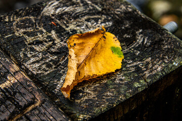 Autumn leaves on wood