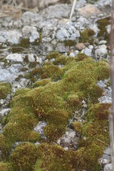 Obraz na płótnie Canvas moss covered rocks
