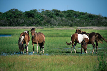 Obraz premium horses