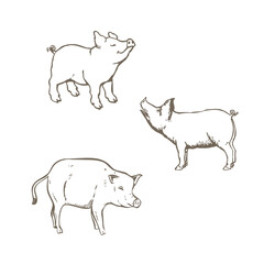set of pig icons