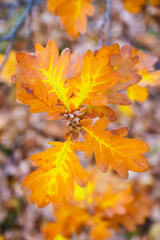 Naklejka na ściany i meble Orange oak leaves on tree branch, close up, soft selective focus. Season change concept.