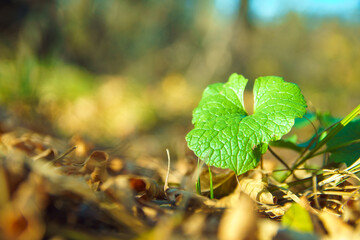Green plant surrounded by yellow fall foliage. Autumn and ecosystem concept.