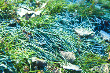 Frozen leaves on green grass. Early frosts concept.