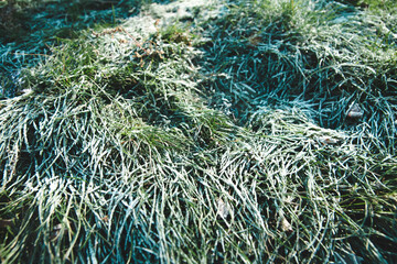 Frozen green grass on autumn time. Early frosts concept.
