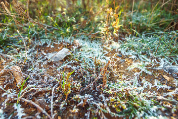 Frozen green grass on autumn time. Early frosts concept.