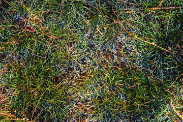 Frozen green grass on autumn time. Early frosts concept.